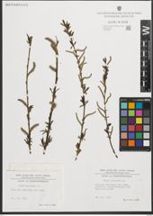 Foto von Salix purpurea L.